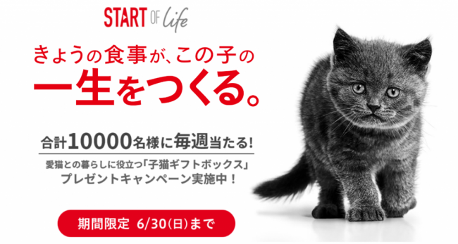 ロイヤルカナン ジャポン「Start of Life キャンペーン」を開催  愛猫との暮らしに役立つ「子猫ギフトボックス」を、今年は 10,000 名様にプレゼント