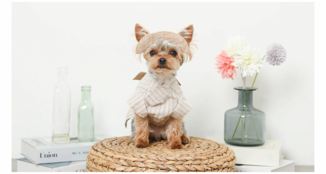 【JP PET NEWS独自インタビュー  株式会社moncheri】愛犬がリラックスできるmonchéri（モンシェリ）のお洋服の魅力とは